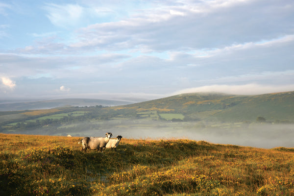 CA026x3 - Dartmoor 2026 Calendar (3 for £33)