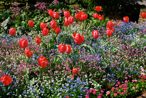 C201 A Blaze of Flowers - Rectangle