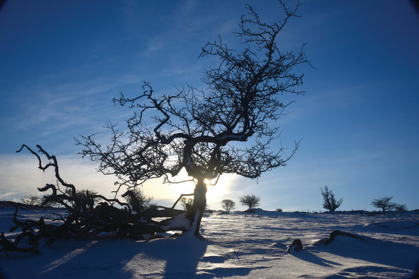 CA024x3 - Dartmoor 2024 Calendar (3 for £27)