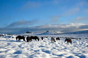 C202 Dartmoor ponies foraging near Haytor and Saddle Tor - Rectangle