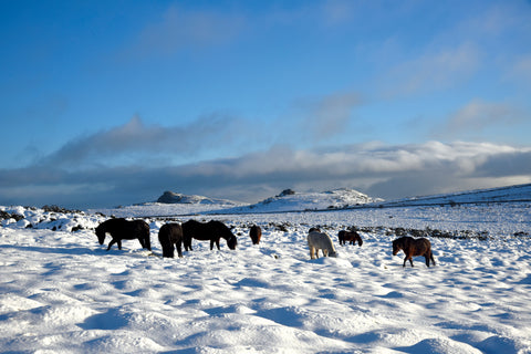 C202 Dartmoor ponies foraging near Haytor and Saddle Tor - Rectangle