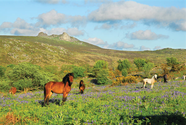 CA024x3 - Dartmoor 2024 Calendar (3 for £27)