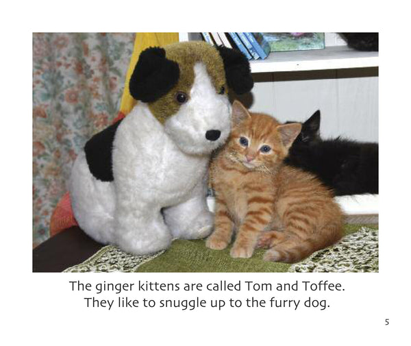B37 - Two Ginger Kittens - Flexi-cover Book