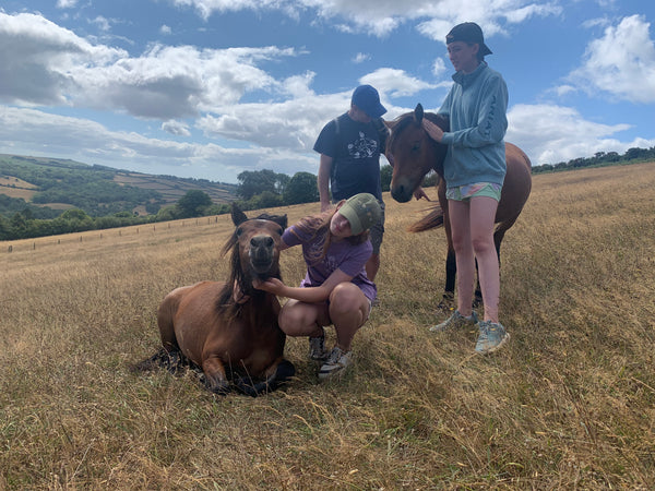 Dartmoor Pony Walk Experience