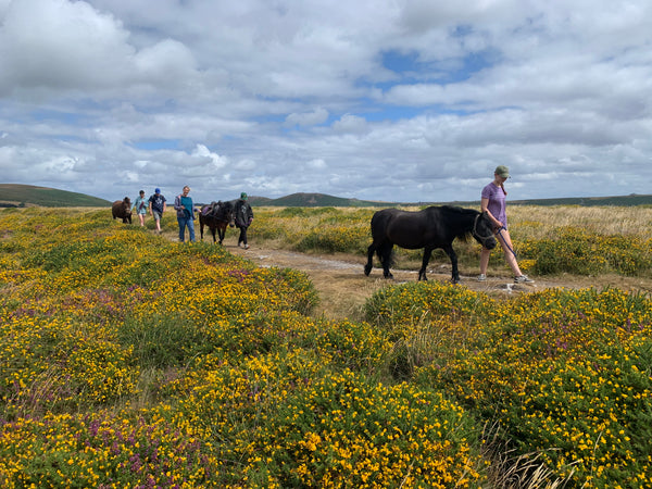 Dartmoor Pony Walk Experience