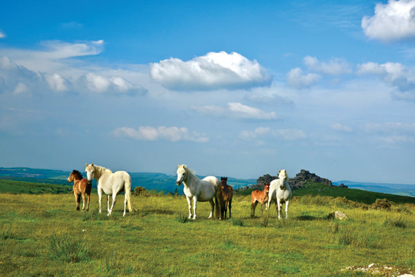 CA026x3 - Dartmoor 2026 Calendar (3 for £33)