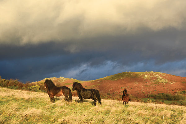 CA026x3 - Dartmoor 2026 Calendar (3 for £33)