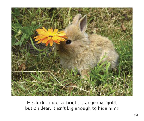 B36 - Pumpkin the Rabbit- Flexi-cover Book
