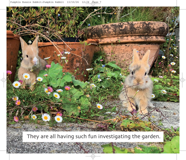 B36 - Pumpkin the Rabbit- Flexi-cover Book