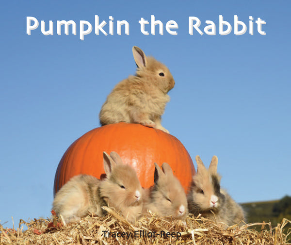 B36 - Pumpkin the Rabbit- Flexi-cover Book