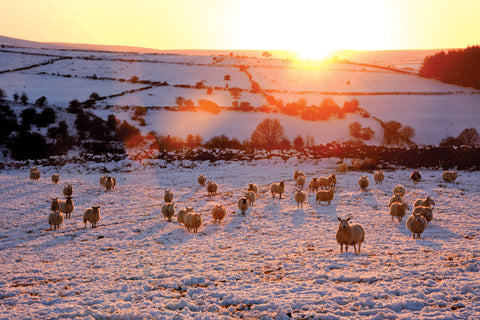 C203 Sheep at Sunset on Dartmoor - Rectangle
