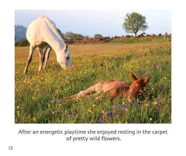 B38 - Spirit the Foal - Flexi-cover Book