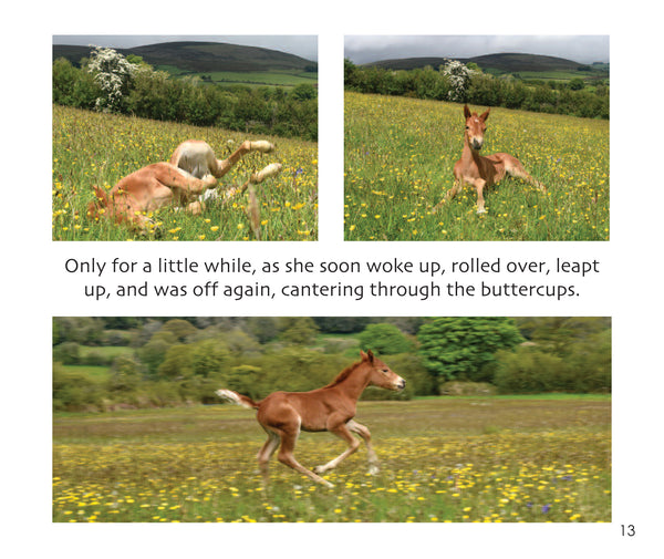B38 - Spirit the Foal - Flexi-cover Book