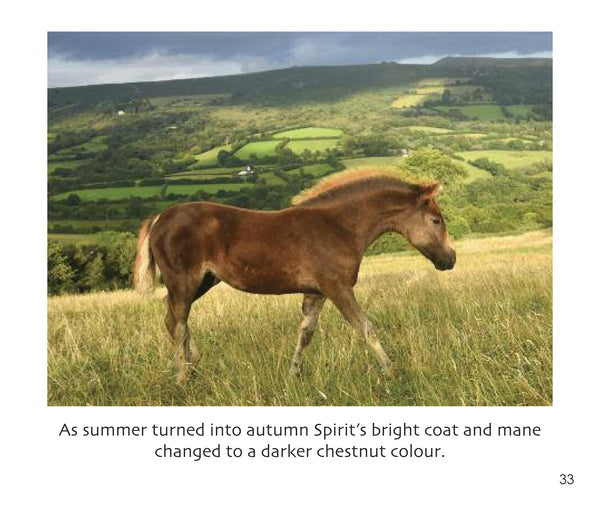 B38 - Spirit the Foal - Flexi-cover Book