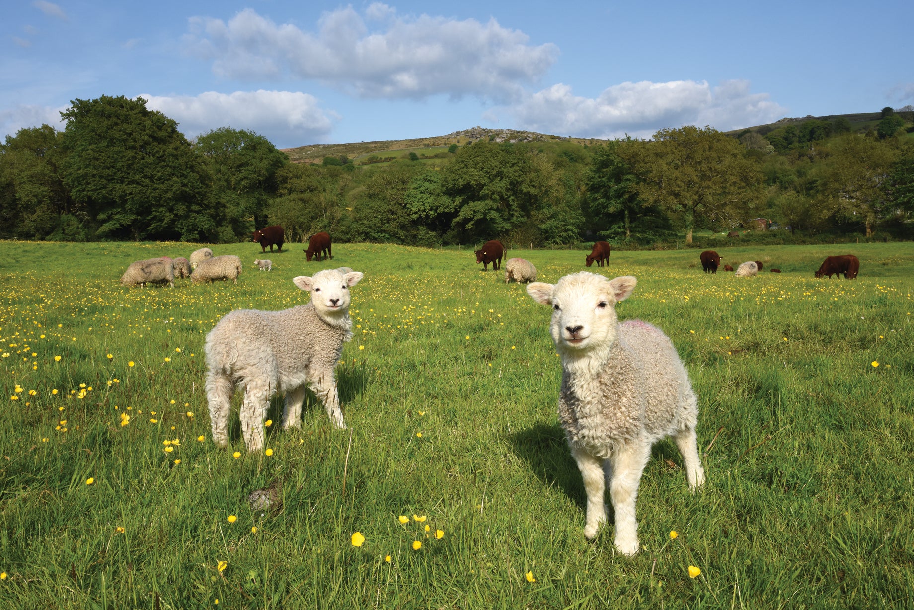 C200 Two Lambs- Blank Card - Rectangle