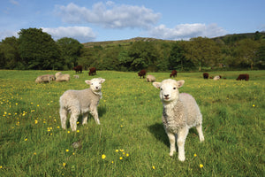 C200 Two Lambs- Blank Card - Rectangle