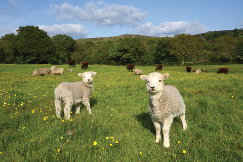 C200 Two Lambs- Blank Card - Rectangle