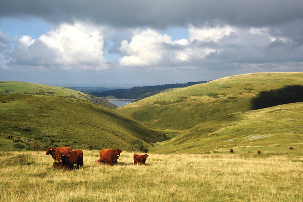 CA024 - Dartmoor 2024 Calendar