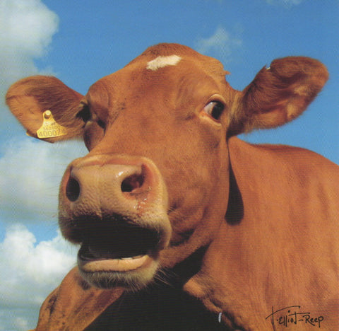 C113 - Moo Cow - Blank Card - Square