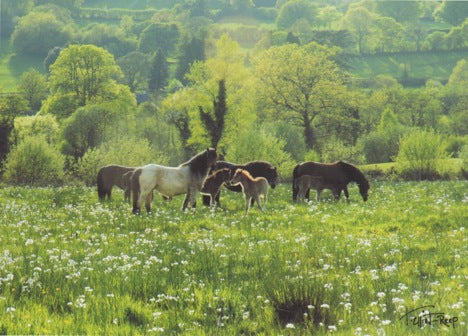 C122 - Meadow Ponies - Blank Card - Rectangle