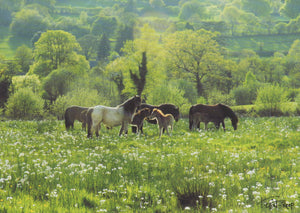 S122 - Meadow Ponies - Scripture Card - Rectangle