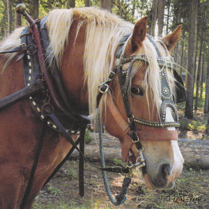 C126 - Harness Horse - Blank Card - Square