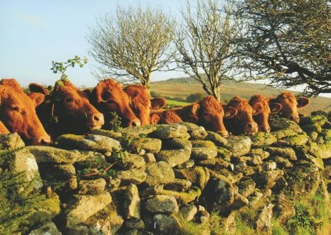 C130 - Cow Curiosity - Blank Card - Rectangle