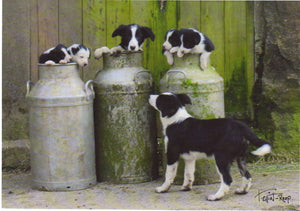 C135 - Milk Churn Collies - Blank Card - Rectangle