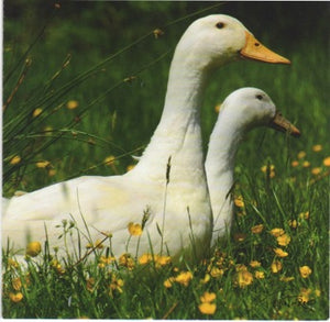 C140 - Double Duck - Blank Card - Square