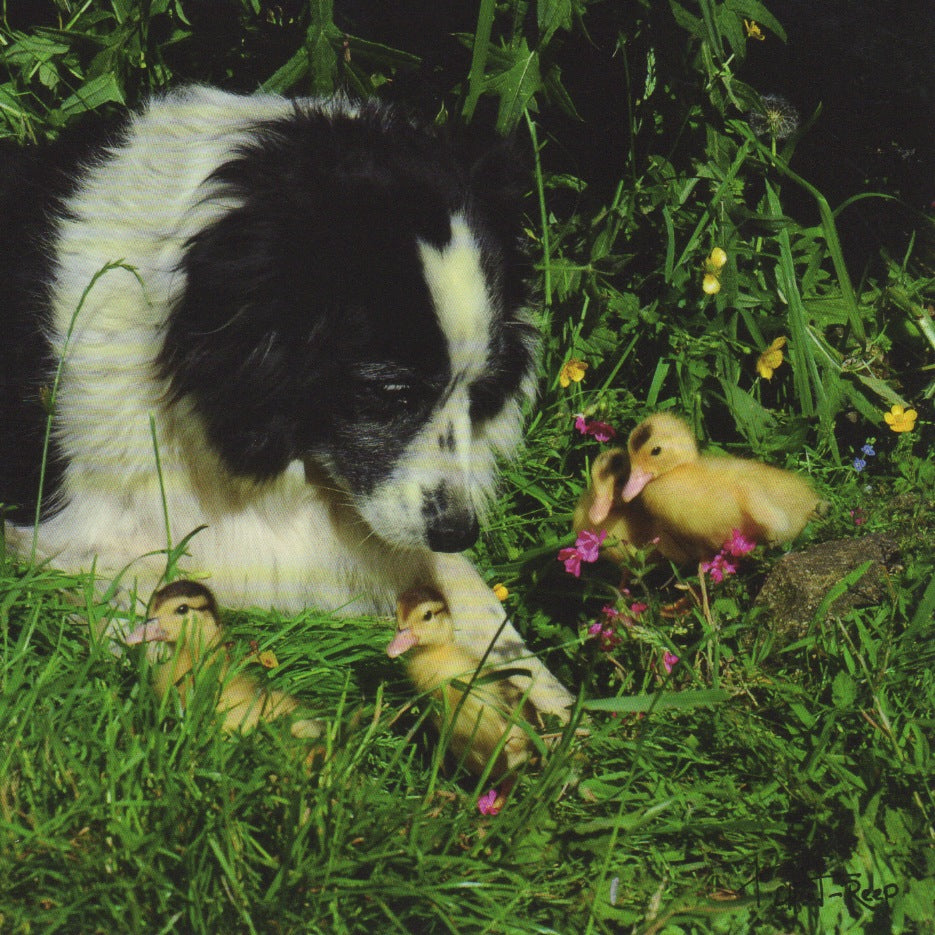 C142 - Duckling Dog - Blank Card - Square