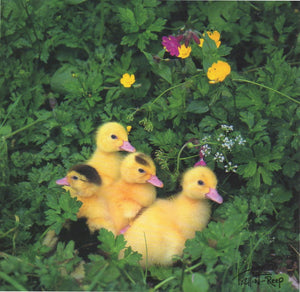 C152 - Buttercup Ducklings - Blank Card - Square
