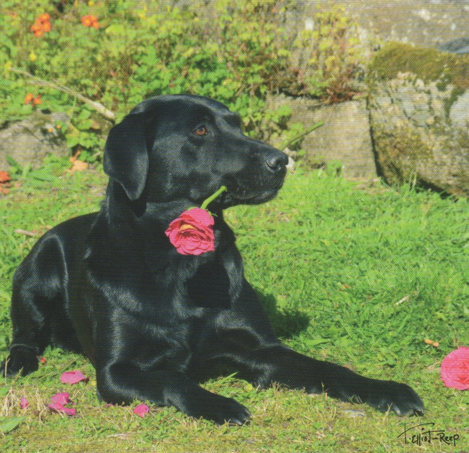 C158 - Dog Rose - Blank Card - Square