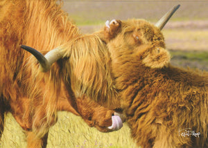 S173 - Highland Cow Lick - Scripture Card - Rectangle