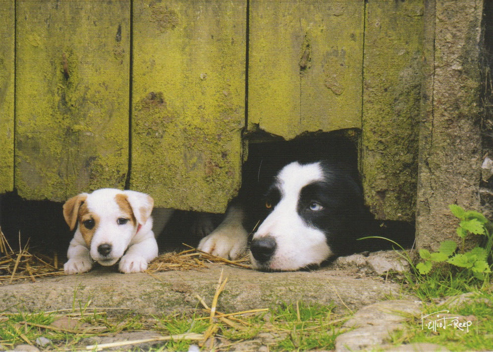 S174 - Barn Dogs - Scripture Card - Rectangle