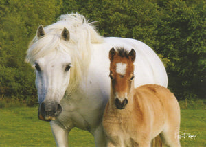 C176 - Mare and Foal - Blank Card - Rectangle