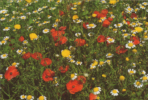 P018 - Meadow Mix - Postcard - Regular - Pack of 10