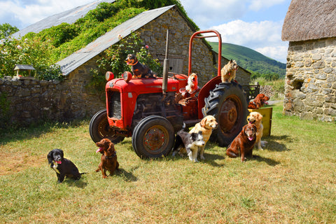 C185 Tractor Dogs - Blank Card - Rectangle