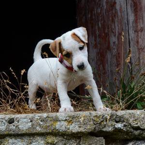 C186 Jack Russell Puppy - Blank Card - Square