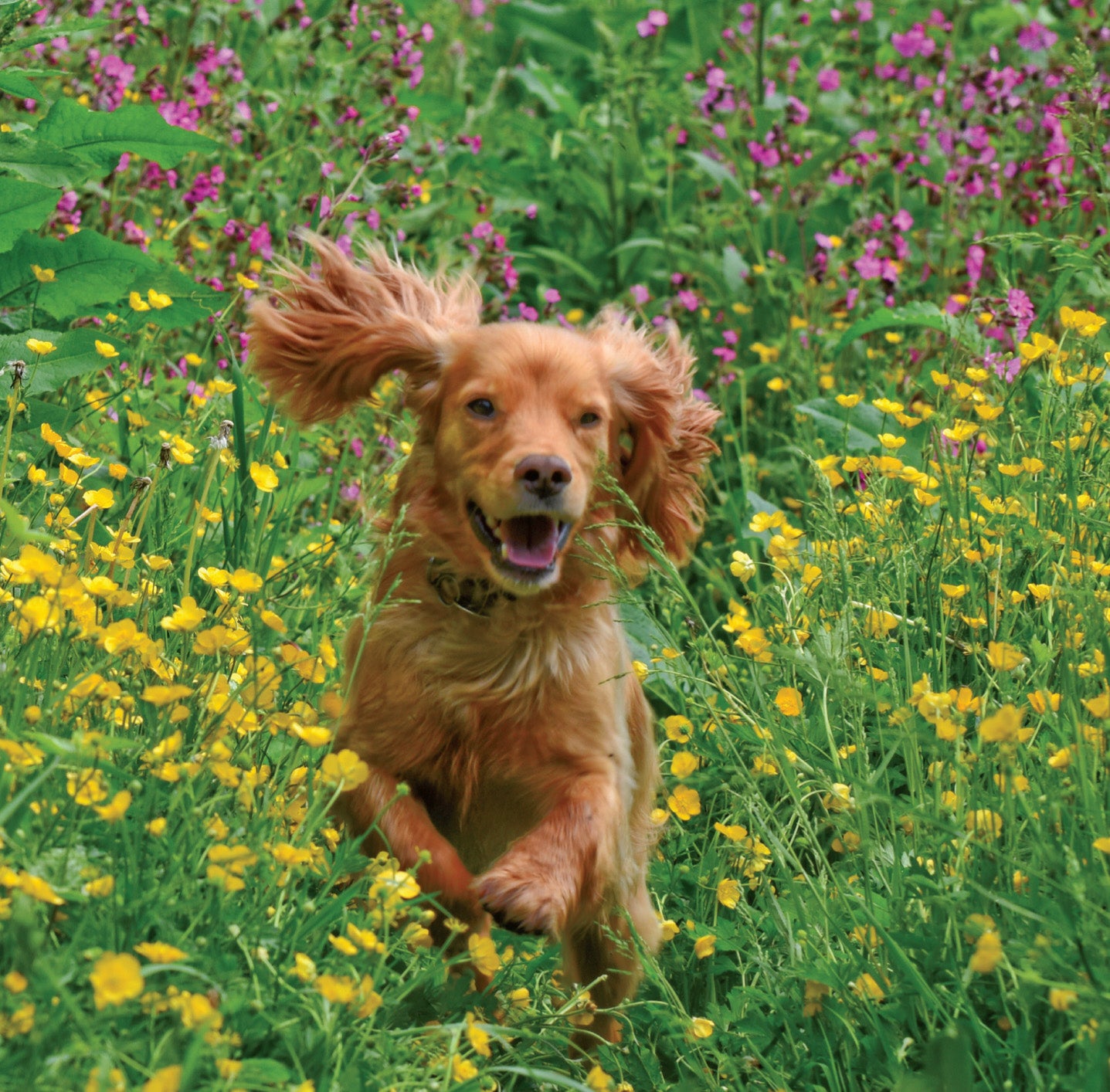 C190 Happy Spaniel - Blank Card - Square