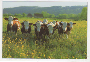 P020 - Buttercups & Daisies - Postcard - Regular - Pack of 10