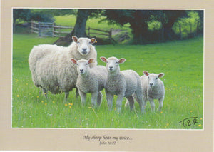 S035 - Ewe Three - Scripture Card - Rectangle