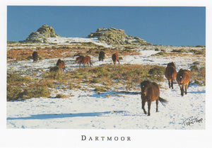 P038 - Dartmoor Ponies in Snow - Postcard - Regular - Pack of 10