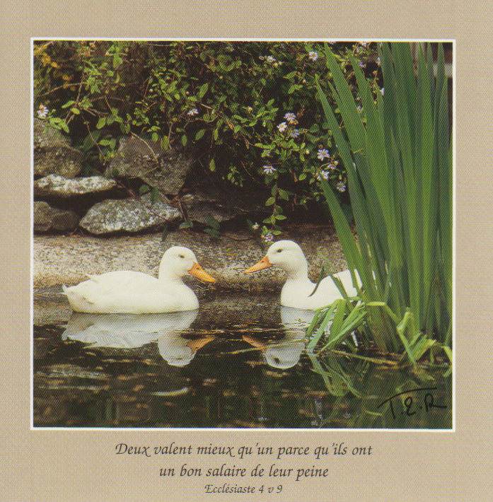 FS040 - Canards - French Scripture Card - Square