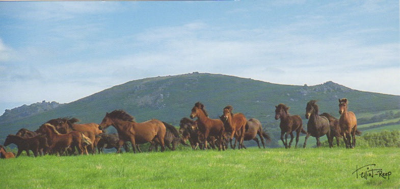 P044 - Pony Gallop - Postcard - Panoramic - Pack of 10