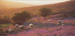 P049 - A Dartmoor Evening - Postcard - Panoramic - Pack of 10
