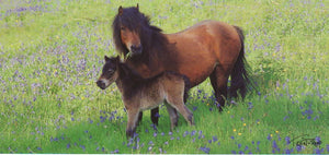 P048 - Dartmoor Mare & Foal - Postcard - Panoramic - Pack of 10