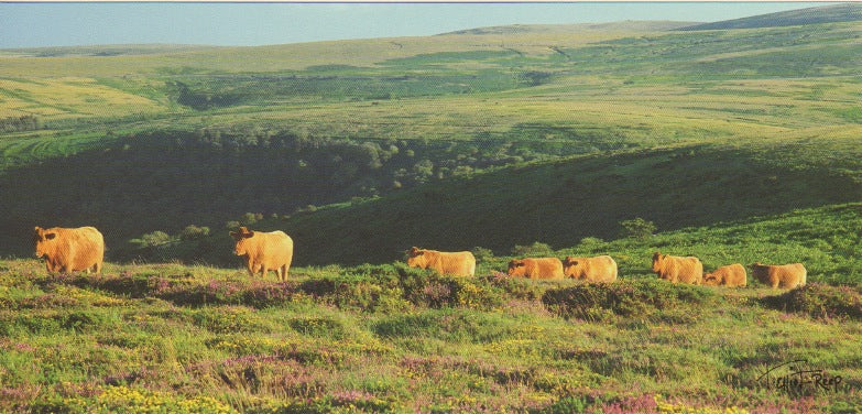 P051 - South Devon Cattle - Postcard - Panoramic - Pack of 10