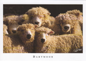 P062 - Dartmoor Greyface Sheep - Postcard - Regular - Pack of 10