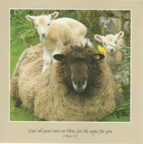 S069 - Ewe and Lambs - Scripture Card - Square