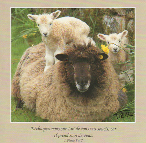 FS069 - Les Brebis - French Scripture Card - Square